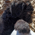 Royal Standard Poodle Puppies - a Poodle puppy