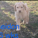 Royal Standard Poodle Puppies - a Poodle puppy