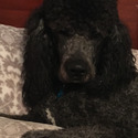 Royal Standard Poodle Puppies - a Poodle puppy