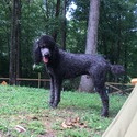 Royal Standard Poodle Puppies - a Poodle puppy