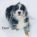 Bernese Mountain Dog for sale