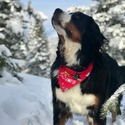 Fjord - a Bernese Mountain Dog puppy