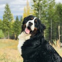 Fjord - a Bernese Mountain Dog puppy