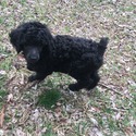 ATHENA Royal Standard Poodle - a Poodle puppy