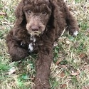 TRITON Royal Standard Poodle - a Poodle puppy