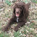 TRITON Royal Standard Poodle - a Poodle puppy