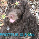 Royal Standard Poodle Puppies - a Poodle puppy