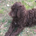 Royal Standard Poodle Puppies - a Poodle puppy