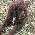 Royal Standard Poodle Puppies - a Poodle puppy