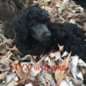 Royal Standard Poodle Puppies - a Poodle puppy