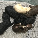 Royal Standard Poodle Puppies - a Poodle puppy