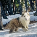 [YAKUTIAN LAIKA] Boltor!!! - a Siberian Husky puppy