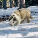 [YAKUTIAN LAIKA] Boltor!!! - a Siberian Husky puppy
