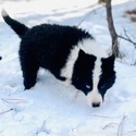[YAKUTIAN LAIKA] Bayan!!! - a Siberian Husky puppy