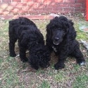 Poodle for sale