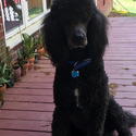PROTEUS Royal Standard Poodle - a Poodle puppy