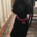TRITON Royal Standard Poodle - a Poodle puppy