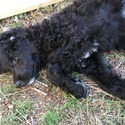 Royal Standard Poodle Puppies - a Poodle puppy