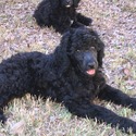 Royal Standard Poodle Puppies - a Poodle puppy