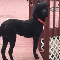 Royal Standard Poodle Puppies - a Poodle puppy