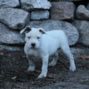 Apollo - a American Bulldog puppy