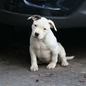 Apollo - a American Bulldog puppy