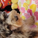 Sarah - a Miniature Schnauzer puppy