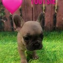 Tootsie - a French Bulldog puppy