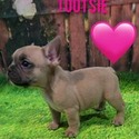 Tootsie - a French Bulldog puppy
