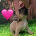Tootsie - a French Bulldog puppy