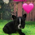 Nibbles - a French Bulldog puppy