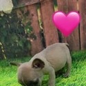 Lily - a French Bulldog puppy