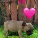 Lily - a French Bulldog puppy