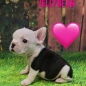 Jelly Bean - a French Bulldog puppy