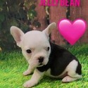 Jelly Bean - a French Bulldog puppy