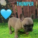 Thumper - a French Bulldog puppy