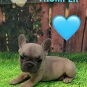 Thumper - a French Bulldog puppy