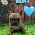 Thumper - a French Bulldog puppy