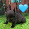 Hopper - a French Bulldog puppy