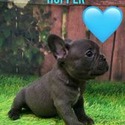 Hopper - a French Bulldog puppy