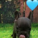 Furpect Frenchies owned by Furpect Frenchies
