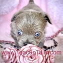 LOVE - a Chihuahua puppy