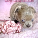 LOVE - a Chihuahua puppy
