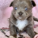 LOVE - a Chihuahua puppy
