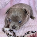 LOVE - a Chihuahua puppy
