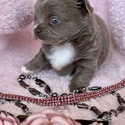 LOVE - a Chihuahua puppy
