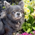 Gorgeous Blue Longhair Girl - BLU - a Chihuahua puppy