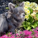 Gorgeous Blue Longhair Girl - BLU - a Chihuahua puppy