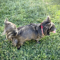 Gorgeous Blue Longhair Girl - BLU - a Chihuahua puppy