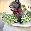 Gorgeous Blue Longhair Girl - BLU - a Chihuahua puppy